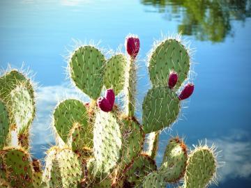 Una tecnología basada en los cactus podría revolucionar los coches eléctricos